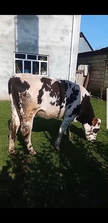 simental erkek dana: Qaramal – erkək dana (qara-ağ alaca) simental 1 il 8 ayliq hundur — 4