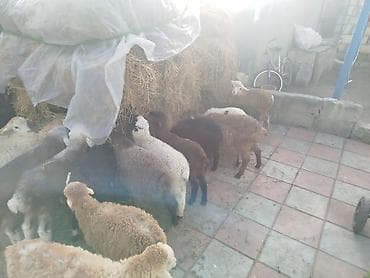 Proton: Qoyun quzuları – müxtəlif rəngli yerli cinslər - Şəkillərdə müxtəlif — 5