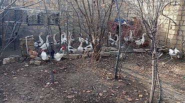 pitbull satışı: Erkək, | Linda, Ətlik, Ünvandan götürmə — 1