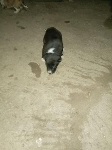 bala itlər: 1 ay — 3