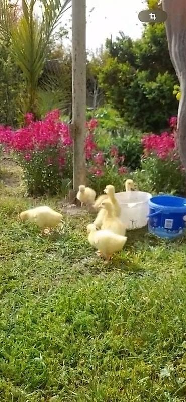 qazl: İlan: Cücə qazlar (balaca qaz balaları) Məhsul təsviri: - Şəkildə bir — 1