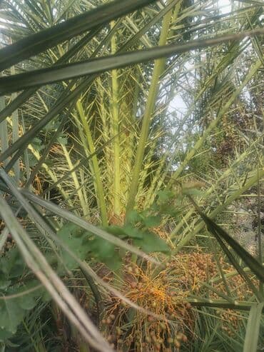 evkalipt ağacı satilir: Ağaclar — 2