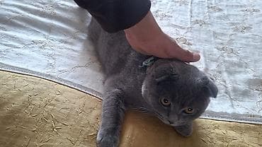 goyercin berde: Məhsul: Pişiklər üçün qəşəng kəpənək-qalstuk Təsvir: - Rəng və naxış — 3