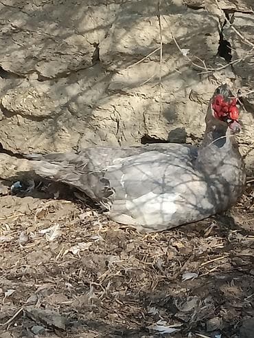 K/t heyvanları üçün mallar: Erkək, | Lal ördək, Damazlıq — 1