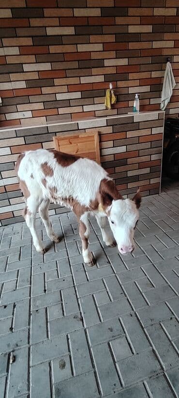 Gəmiricilər: Temiz super damazlig simental dana 1 aylig — 2