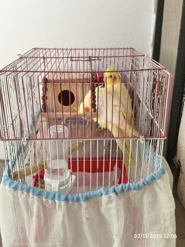 Naxçıvan papağanı (cockatiel) cütü və qəfəs dəsti Məzmun: - 2 ədəd