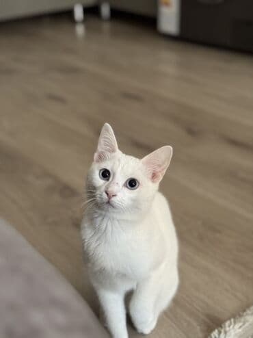 bala pişik ucuz: Dişi — 5