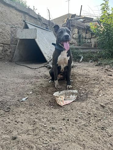 heyvan it: Pitbul — 1