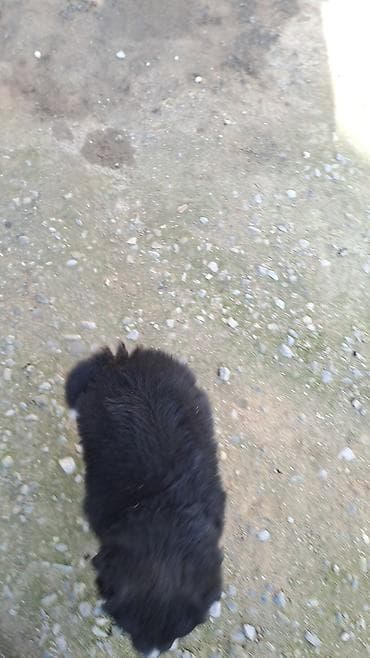 pomeran itleri: Cinsini bilmirem balaca toppuw itdi — 7