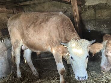 heyvan bazari inekler: Самка, лет: 1, 100120 кг, Для разведения — 3