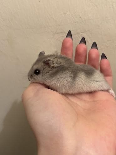 xamyak satilir: Xamyak hamster – dekorativ ev heyvani - Rəng: boz–gümüşü tonlarda — 3