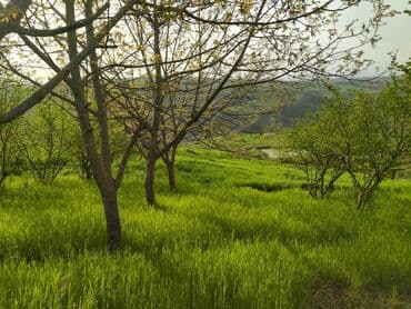 kirayə evlər 2025 sumqayıt: 50 sot, Müqavilə — 3