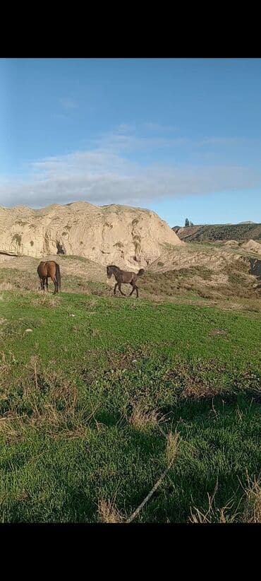 heyvanlara verilen xususi adlar: Satılır: 5 yaşındadı 2 bala verib minik atıdır cəld heyvandı yorğası — 2