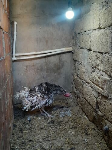 Toyuqlar: Real alıcılar əlaqə saxlasın təkdi deyə satıram ünvan Masazır — 3