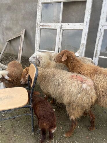 Ümumi 4 qoyun 2 quzu 1 ədəd qoyun yanında quzu ilə (quzu ərkəkdi) 3