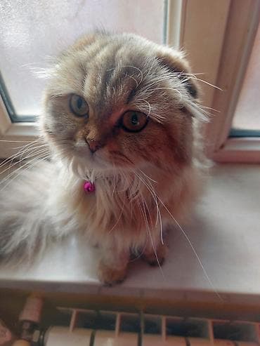 cins pisik: Balaca pişik balaları - Cins: boz və tünd zolaqlı (tabby naxışlı) — 7