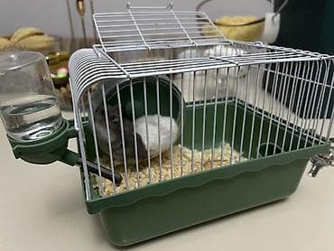 balaca heyvanlar: Cüt xırda hamsterlər – biri ağ, biri boz rəngdə. Kiçik ölçülü, çevik — 8