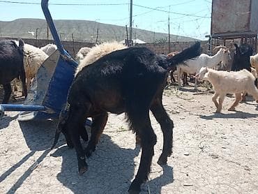 K/t heyvanları və malları: Quzu və çəpilər kəsimlik var.Hələb Sani yerli ana-bala keçilər — 4