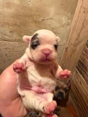 акита ину цена в баку: Американский бульдог, 1 месяц, С прививками, Платная доставка — 13