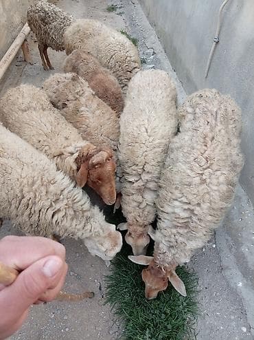 Salam qoyunlar təcli satılır hamsı boğazdi 8 dənədi biri ətlik 170 də