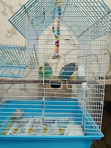 it qovan cihaz: Əlaqə 0557864969 2 ədəd yetişkin tutuquşu və bir bala (1 aylıqdır) — 3