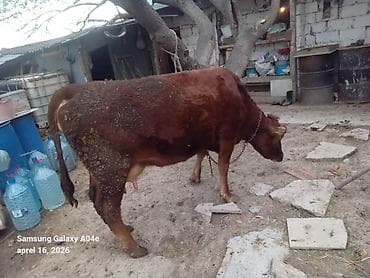 inək südsağan aparat: 15_16litrden cox sud verir.ikinci balasidir.balasi erkekdir .Teze — 9