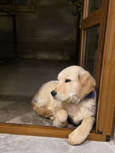 котята в баку бесплатно 2020: Ретривер, С прививками — 2