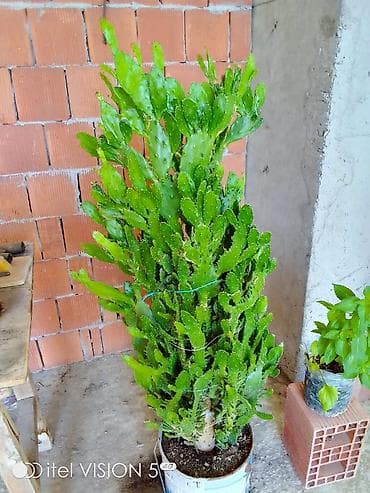 asma tavan hamam: Bitki: Epiphyllum/Orxideya kaktusu (meşə kaktusu). Boyusu 50 AZN — 3