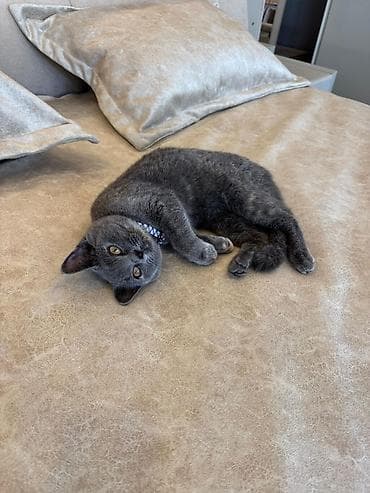 ilan oyuncaq: Britan, Dişi, Yaxşı əllərə, Ünvandan götürmə — 6