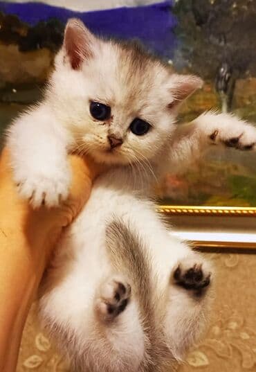 Britan, Erkək, Ünvandan götürmə lalafo.az -da Britan, Erkək, Ünvandan götürmə