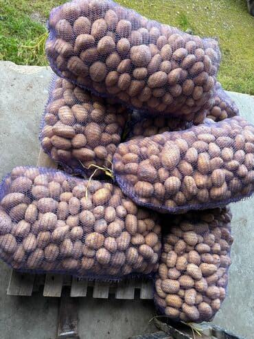 Варенье: Toxum və iri kartof satılır — 4