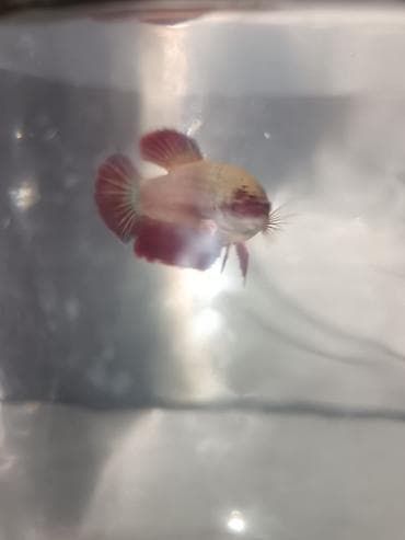 balığlar: Betta (Petuşok balığı), Sülhsevər — 6