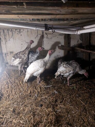 chihuahua qiymeti: Salam QIYMET SONDUR qiymete gore zeng eleme 5 eddeddir 3 ayliqdirlar — 2