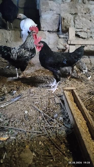 heyratı o şamo: Alti ayliq saglam xoruzdar diri çekileri iki klo yarim — 2