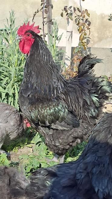 qoyun satilir: Salam Aleykum, Dunyanın ən iri cinsi olan Jersey Gigant toyuqunun 35 — 2