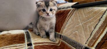 pişik cutləşdirmək: Şinşilla, Erkək, Dişi, Yaxşı əllərə, Pulsuz çatdırılma — 9