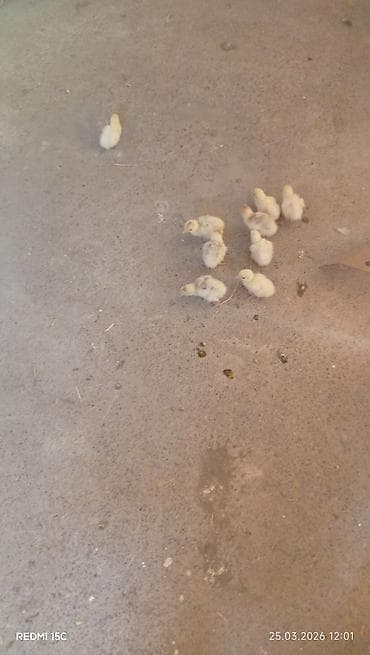 K/t heyvanları və malları: Dişi, Kanada, Ətlik, Ünvandan götürmə — 6