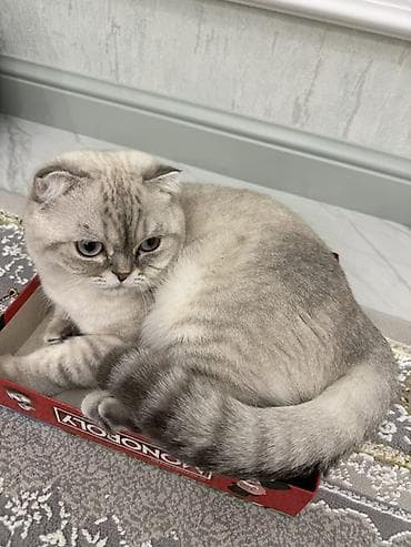 Digər heyvanlar: Şotland yastı qulaq, Yaxşı əllərə — 2