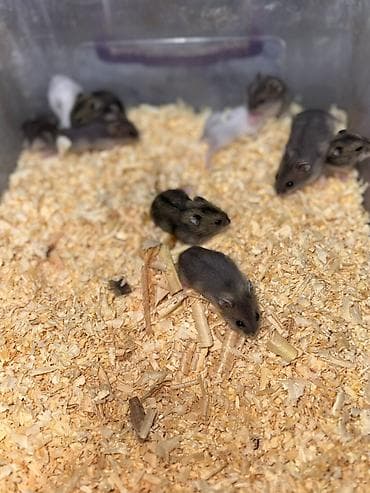 ev goyercinleri: 1 ayliqdilar❗❗ 🐁🐀 1 ededin qiymeti 3 azn dir❗〰️❗ 🐀🐀🐀🐁 Qara və boz — 1