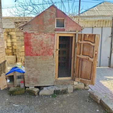 pişik yuvası: Salam Aleykum Quşxana satılır istəyən olsa əlaqə saxlasın .hündürlük — 2