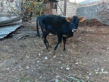 it etibarlı əllərə verilir: Satlıq mal-qaralar - 2 baş bala: biri al-qəhvəyi-ağ ləkəli, digəri — 2