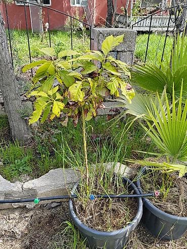 suvarma nasosu: Dekorativ və meyvəverən qapalı/açıq sahə bitkiləri – qablarda — 3