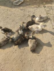 ördək balası satışı: Satılır 2 aylıqdır lal ördəkin balalarıdır 9 dənədir aktivdiler və — 1