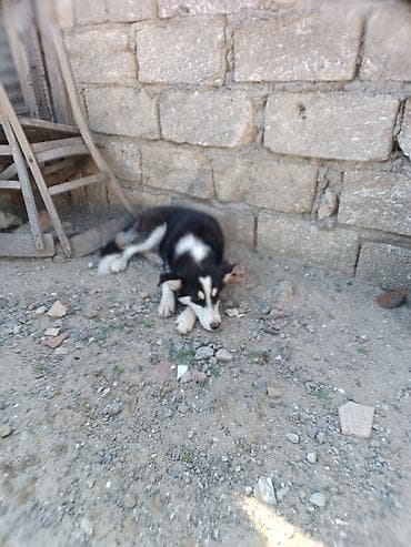 it xaski: Xaski, 3 ay, Dişi, Ödənişli çatdırılma — 1