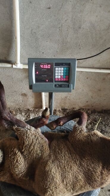 xacmazda satilan inekler: Qoyun sürüsü satılır. - Növlər: müxtəlif rəngli yerli ətlik qoyunlar — 5