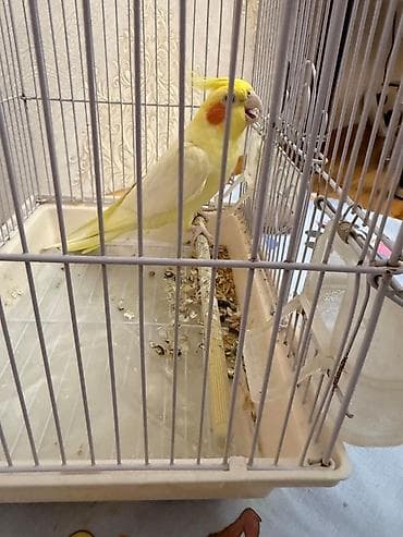amadin satilir: Nymph paraket (Cockatiel) – sarı/lutino rəngli, yanaqlarında narıncı — 2