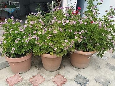Комнатные растения: Saksıda ətirşah (pelargonium) – açıq bənövşəyi-çəhrayı çiçəklərlə bol — 6