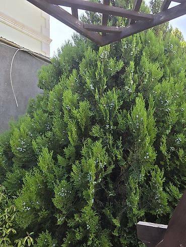 dibcək gul: Bağ və həyət üçün dekorativ iri ölçülü həmişəyaşıl bitkilər təqdim — 1