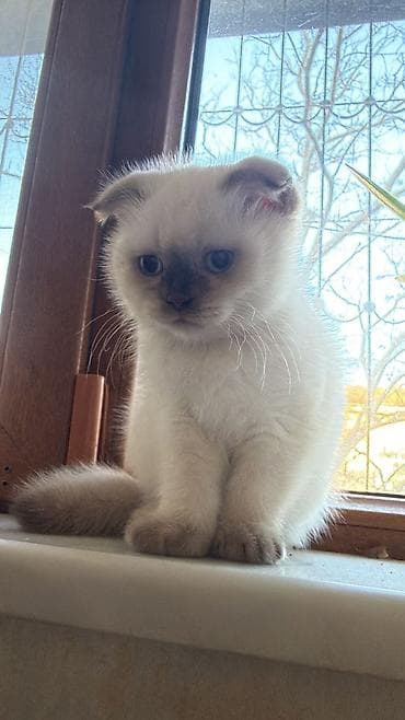 pişik sumqayıt: Şotland — 5