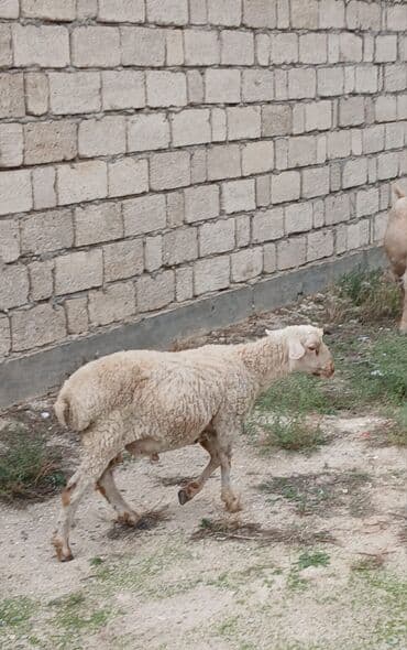 cins inək: Məhsul: Qoyun (Saxlama və damazlıq üçün) Təsvir: - Ağ-krem rəngli — 2